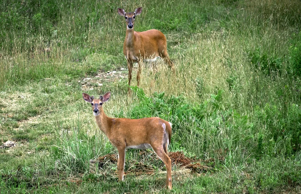 Here’s why you might see photos of deer in Maine real estate listings