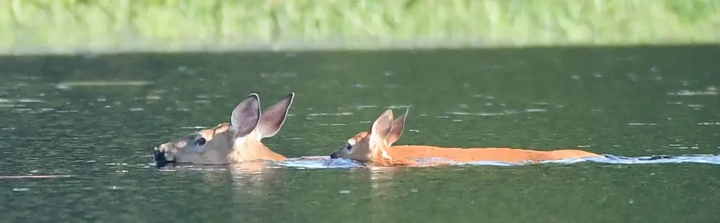 Speaking of Nature: Unforgettable encounter: A doe and fawn go for a swim