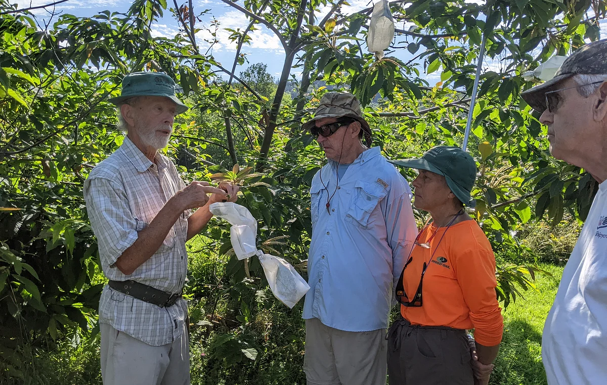 A new Maine orchard aims to help bring back American chestnut trees