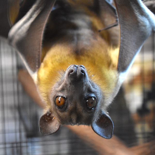 The Animal of the Day.  Fun facts about bats!