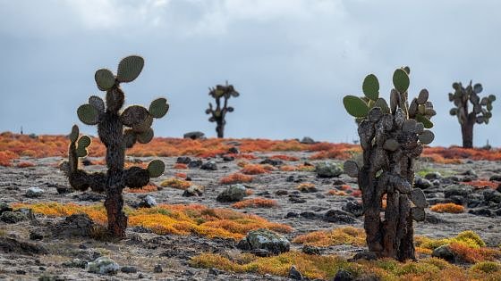 Best Beaches in Galapagos Islands