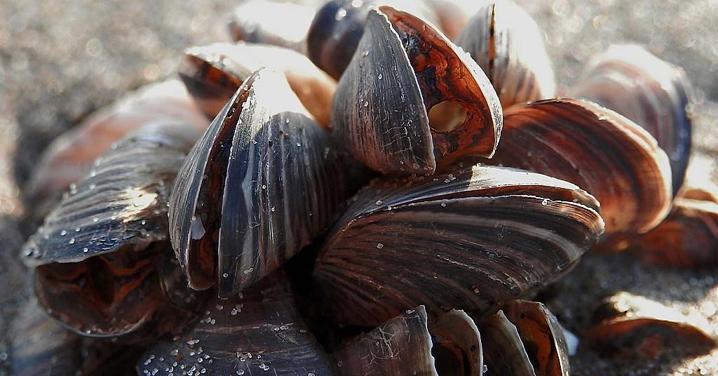 UPDATE: Idaho’s aggressive quagga mussel response seems to have worked