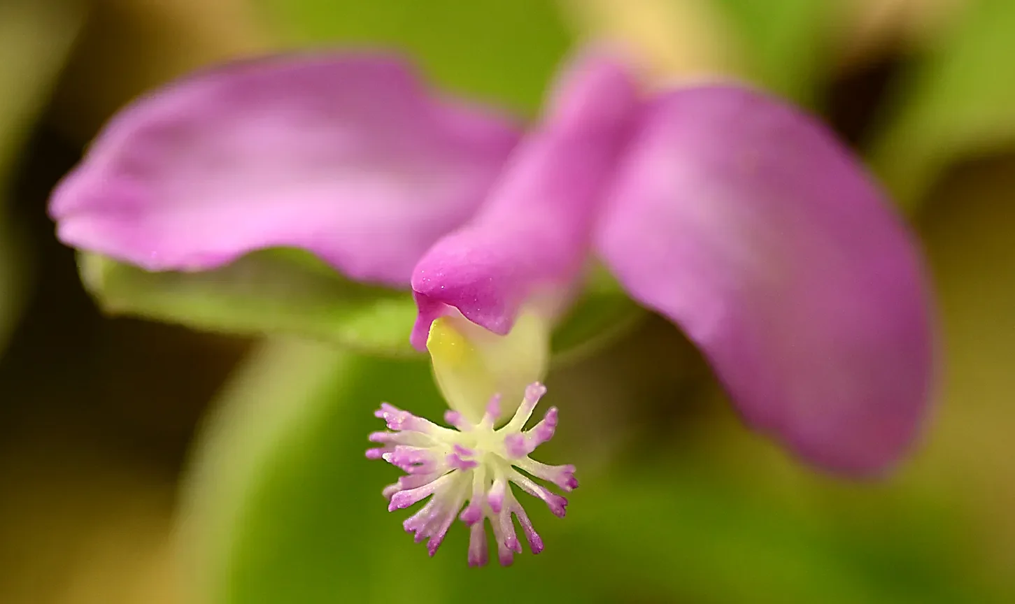 Speaking of Nature: Unveiling the fringed polygala: The orchid imposter has a fascinating relationships with insects