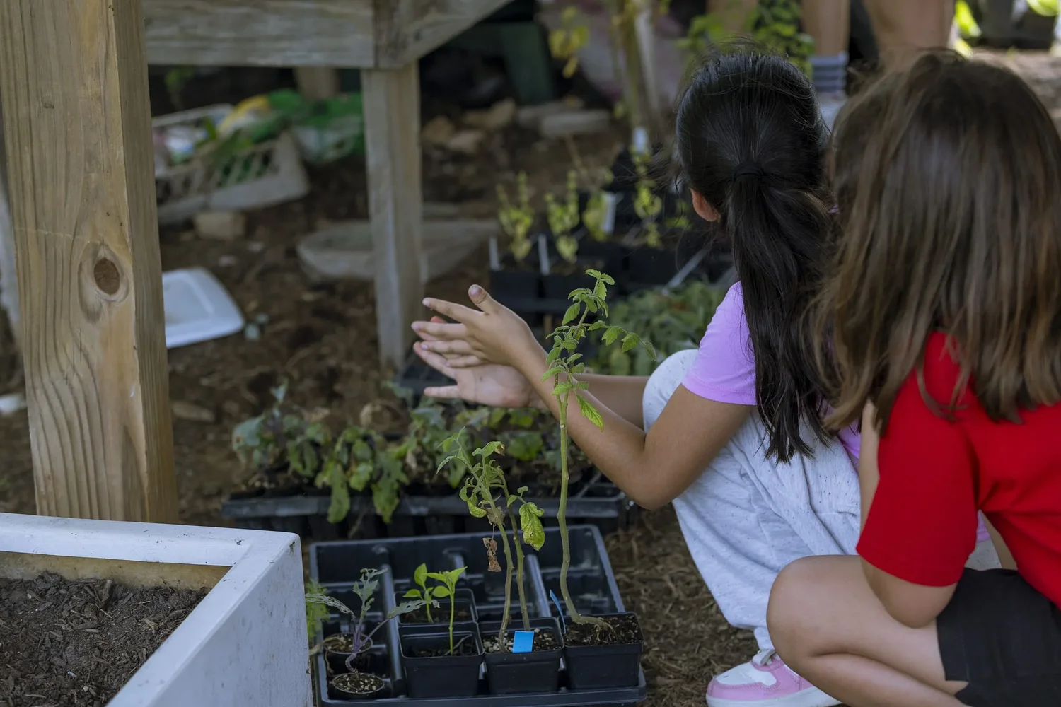 How Cherokee farming traditions are transforming a South Austin school