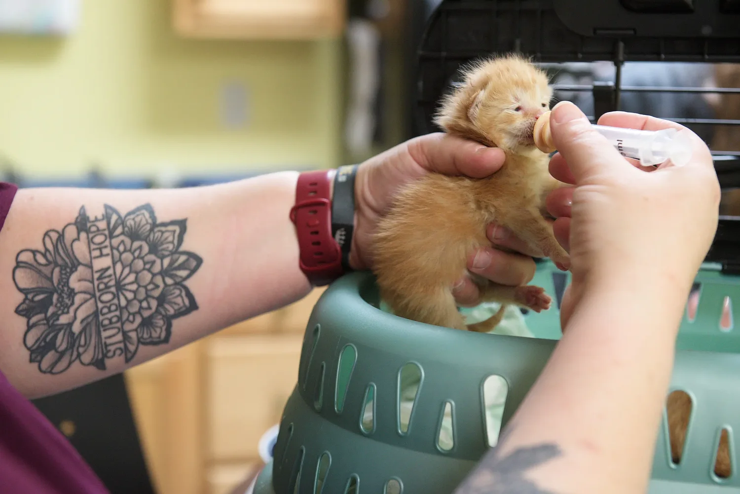 NH pet fostering bill faces headwind as House attaches livestock cruelty bill