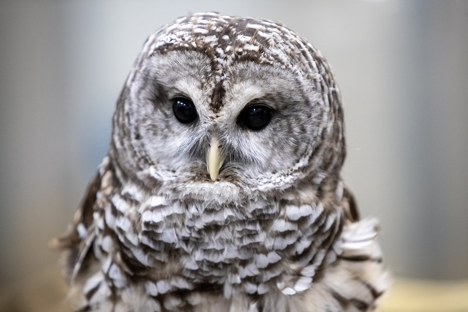 Plan to kill 450,000 barred owls on West Coast apparently underway