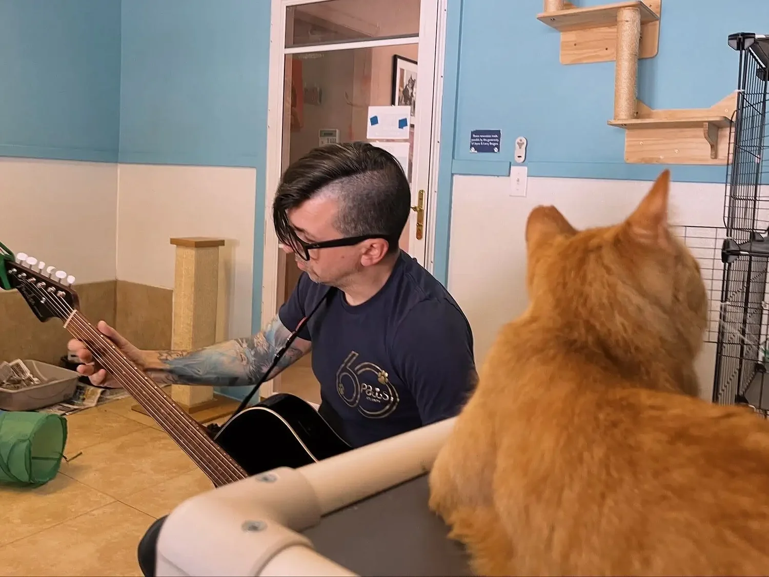 Shelter animals find comfort in music through Wild Tunes program