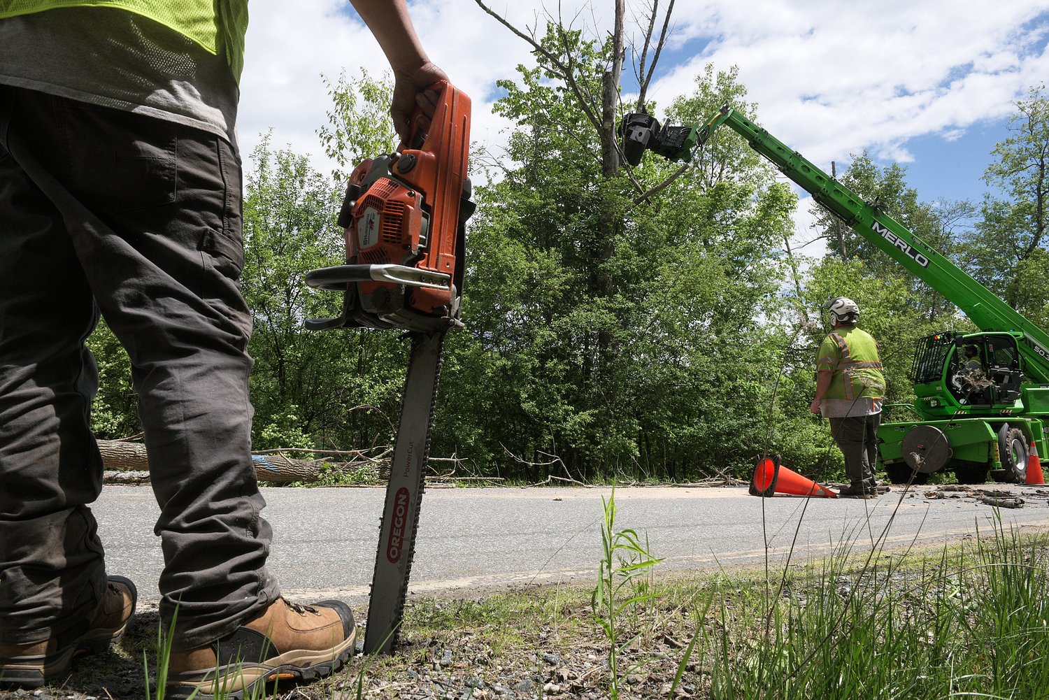 Invasive beetle prompts removal of nearly 400 ash trees in Norwich