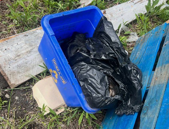3 severed cow heads dumped off Erie Boulevard East in Syracuse on different days
