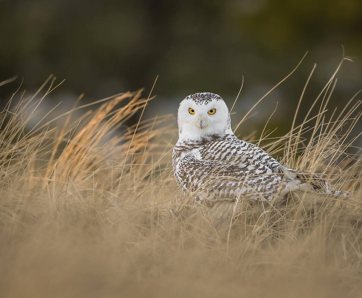 Where to spot snowy owls before winter ends 