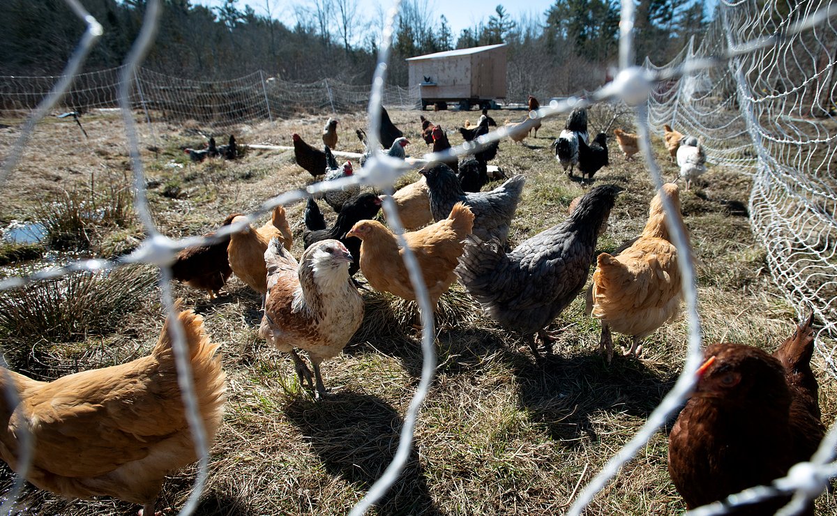 Letter: Reject efforts to weaken food safety