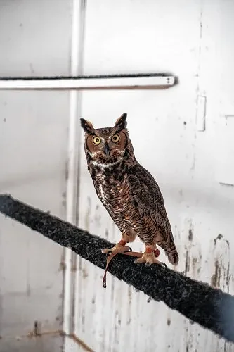 Anti-rodenticide movement gaining momentum in Franklin County