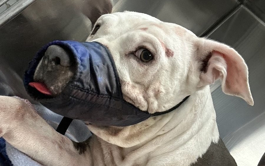 Dog shot in Bangor dies