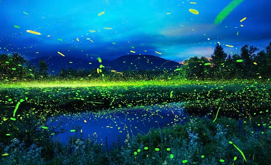 Fireflies made a resurgance this year — here's how you can help them