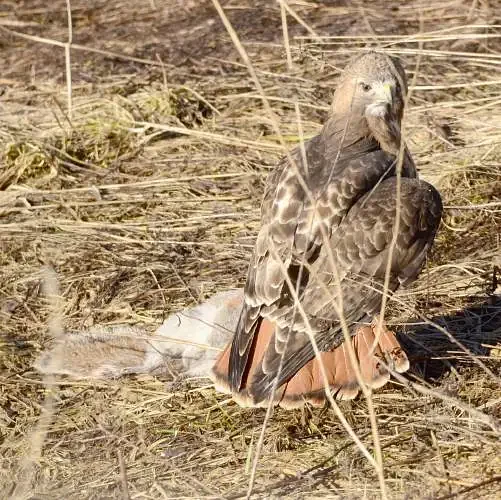 Pair of programs to discuss impact of rodenticides on wildlife