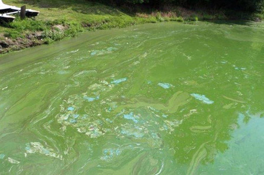 Harmful algal blooms detected in Cayuga Lake, officials warn