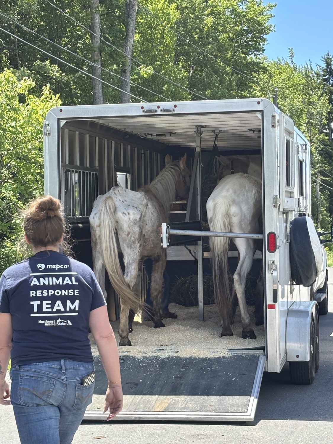 13 neglected animals standing in over a foot of manure rescued in Mass., officials say
