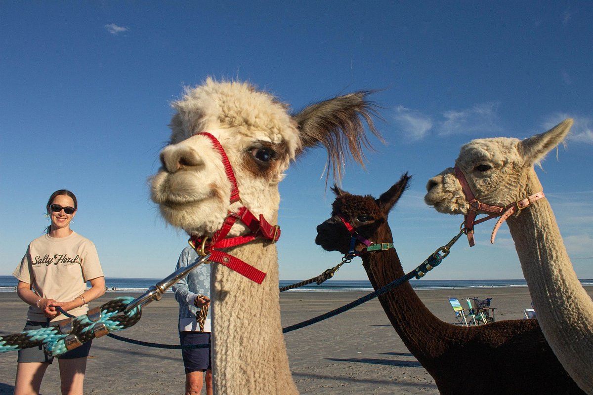 Yes, those are alpacas on this Maine beach