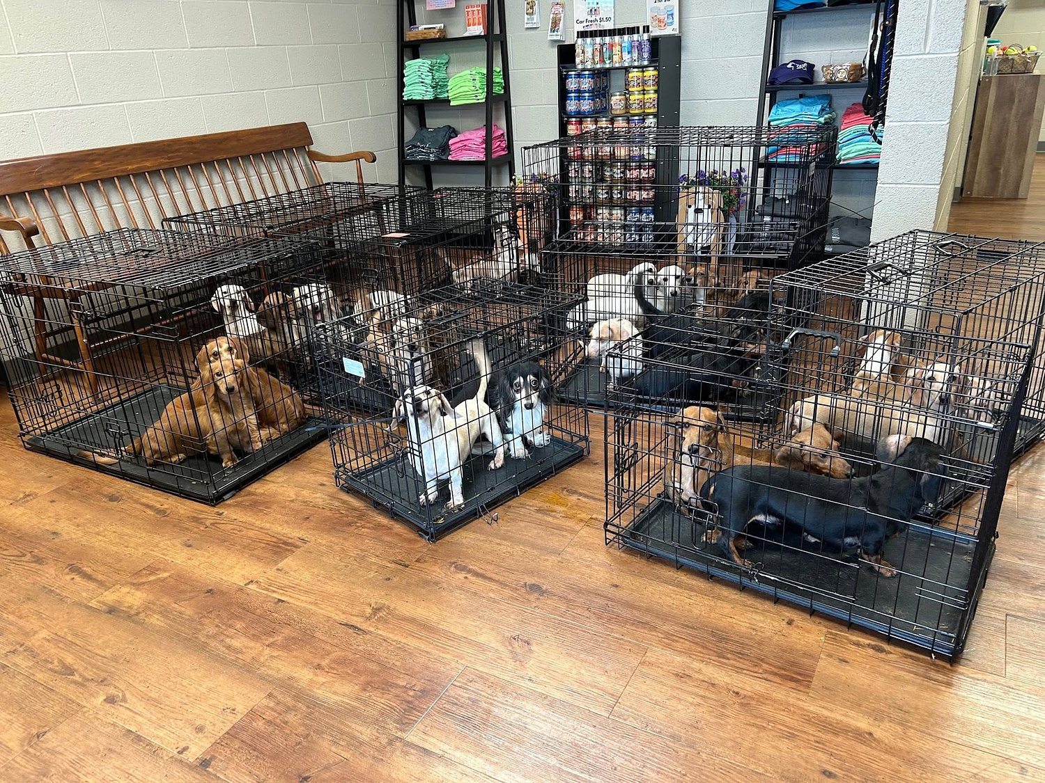 2 dozen+ dachshunds rescued after years inside central Pa. home
