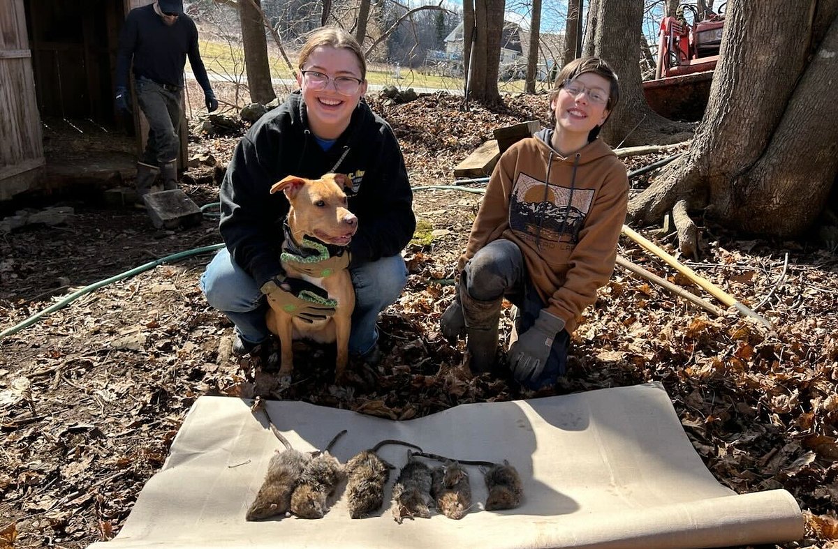 This Maine family travels to other farms with their dogs to hunt rats