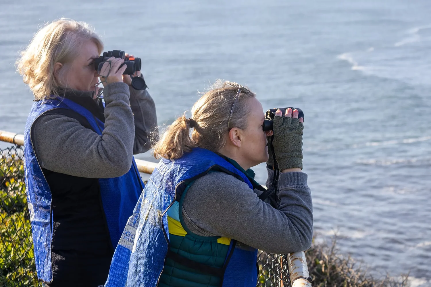 Thousands of migrating whales pass coast, but spotting one takes luck and patience