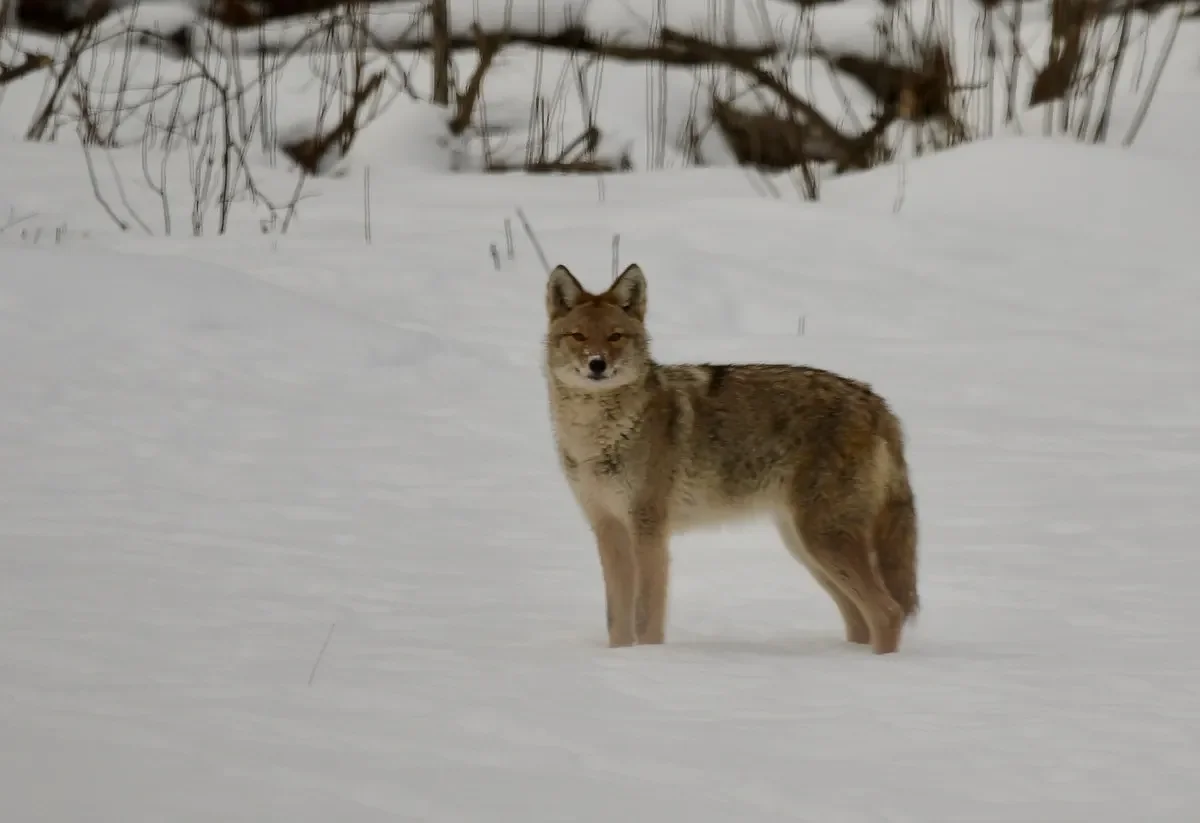 Why do Maine deer hunters hate coyotes?