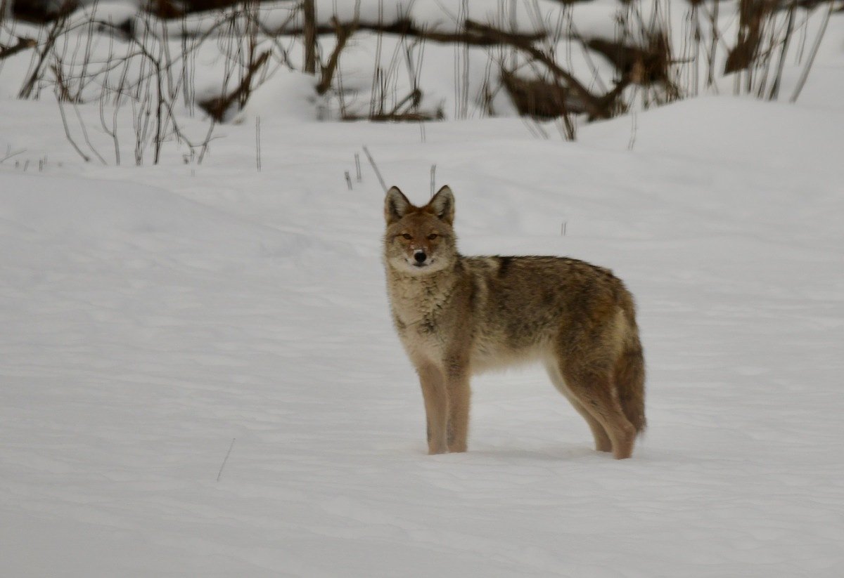 Why do Maine deer hunters hate coyotes?