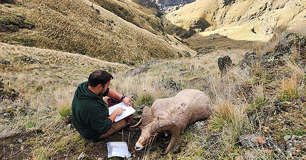 Game managers look for bighorn sheep spreading deadly disease