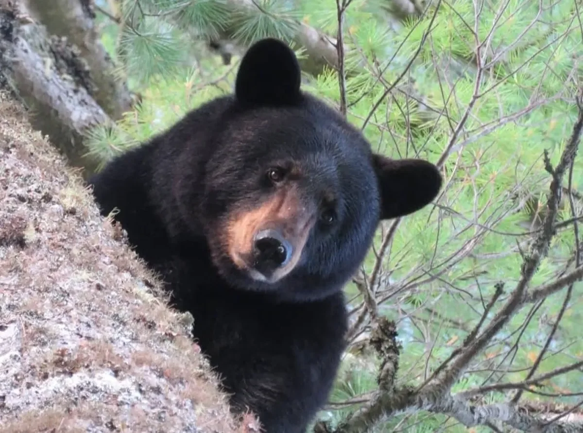 Tell us your Maine hunting hot takes