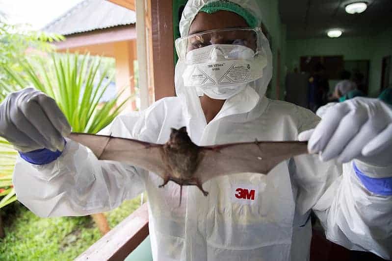 U.S. funded discovery of close COVID-19 relative at the center of origins controversy