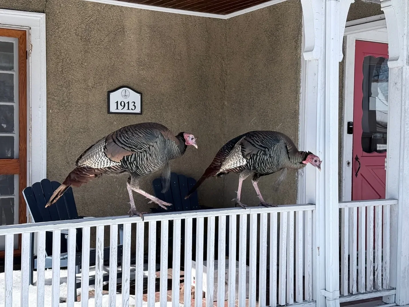 On the Ridge with Joe Judd: Turkey trouble!