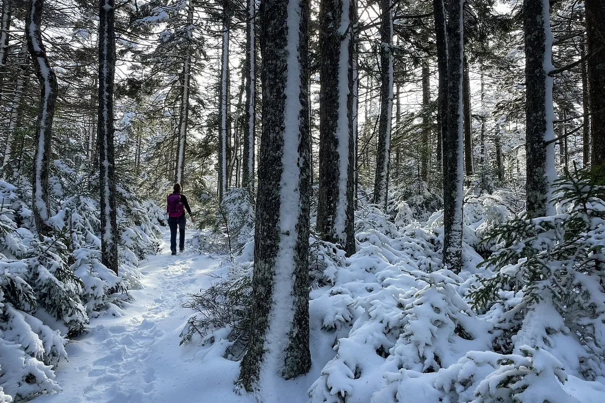 In the Maine woods, humans are the deadliest predators