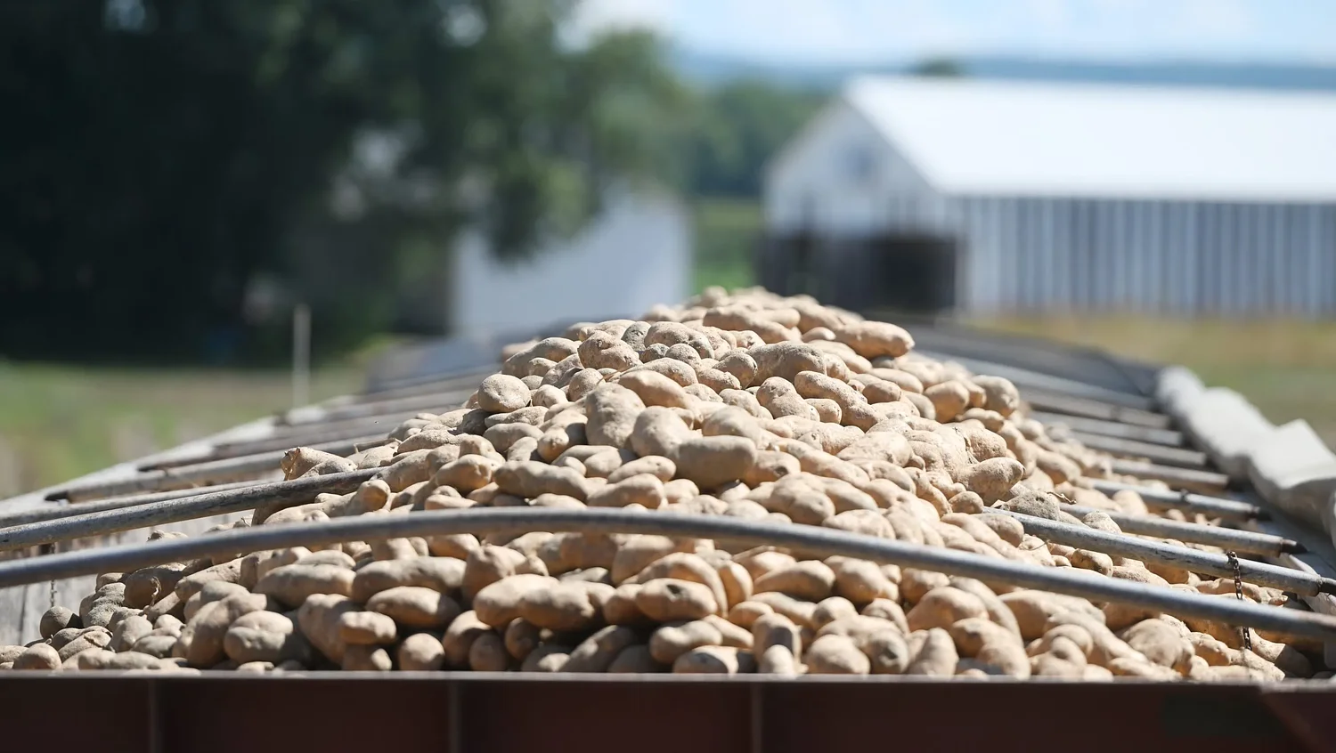 Valley Bounty: Potatoes are ‘in our blood’: Valley Spud grows and distributes potatoes from Maine to Florida