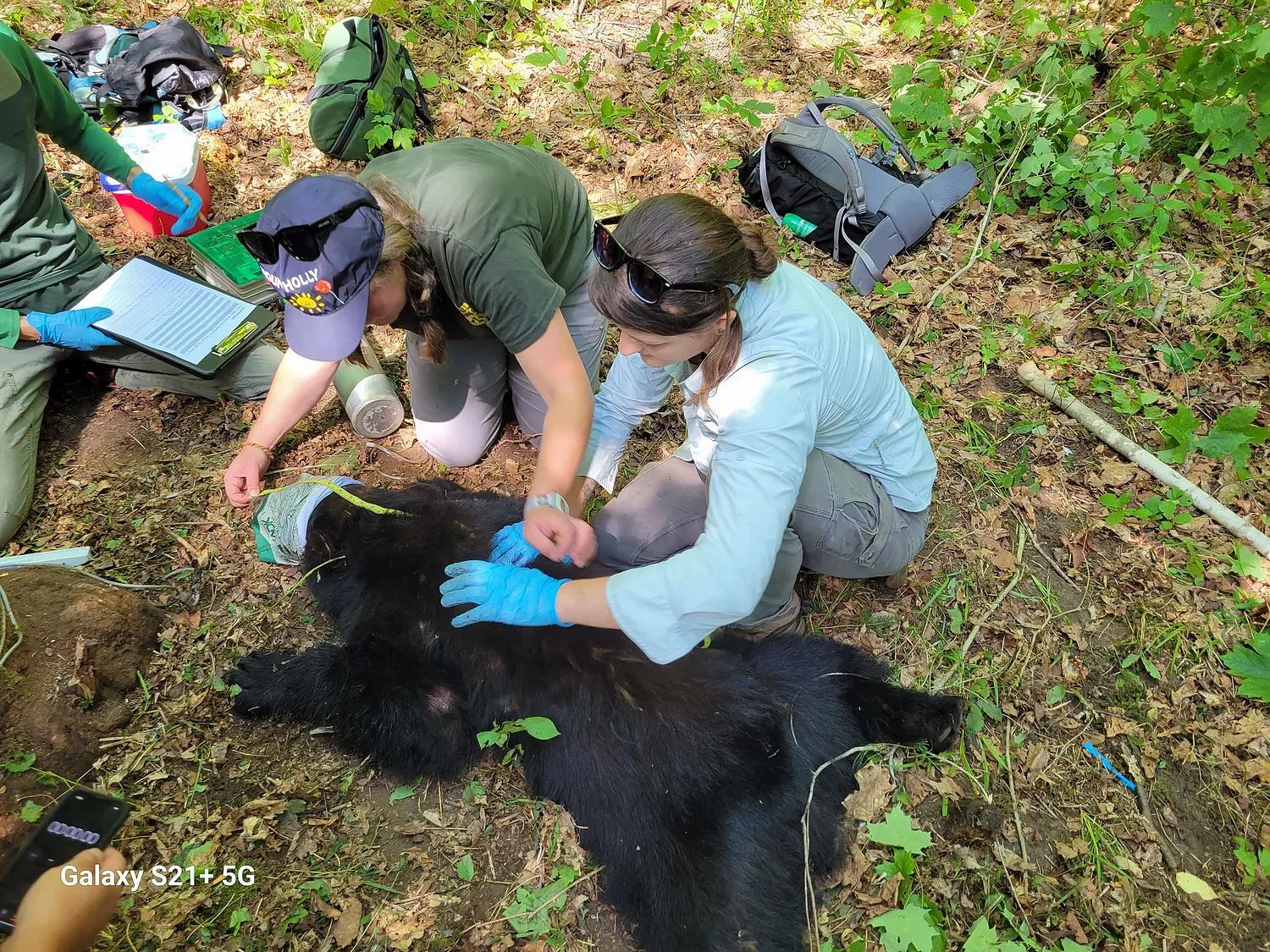 Why is Vermont’s bear population booming?