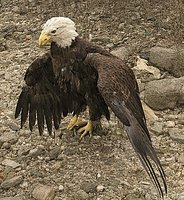 Bald eagles found dead at Starved Rock, in northern DeKalb County