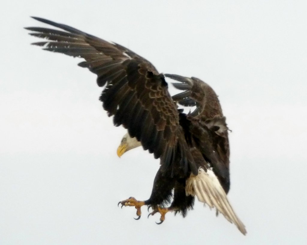 A treasured eagle feather taught a little boy a valuable lesson