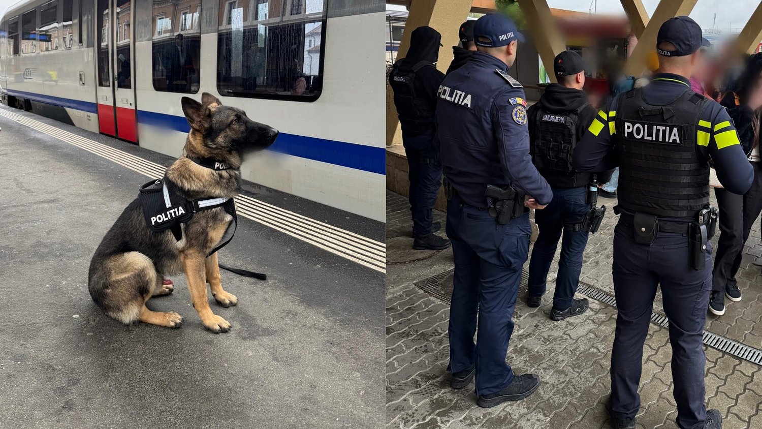 Razie de amploare în Gara Sibiu: verificări cu câini polițiști, amenzi și permise reținute / video foto