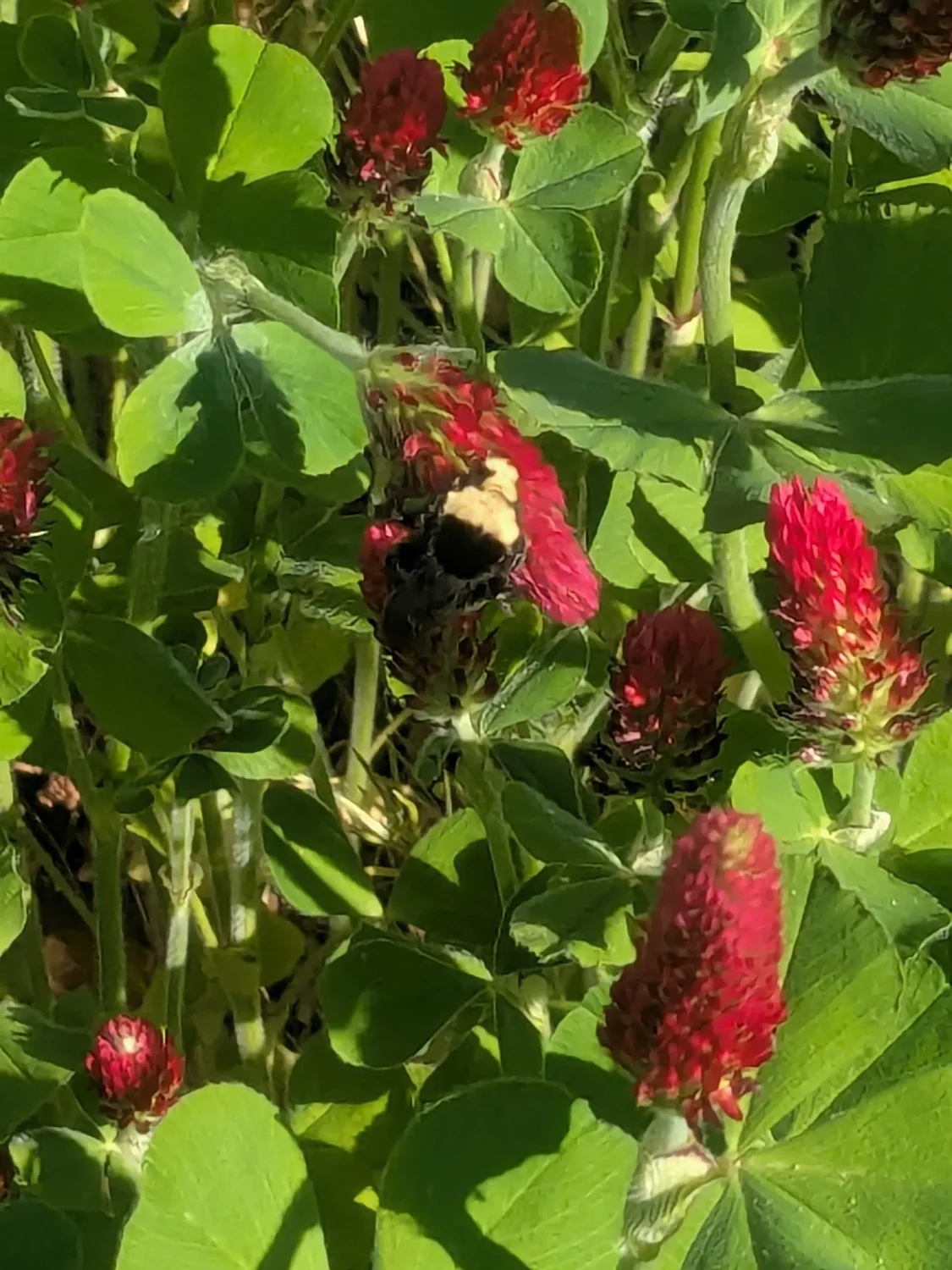 Gardening: What to plant now to improve your garden next year