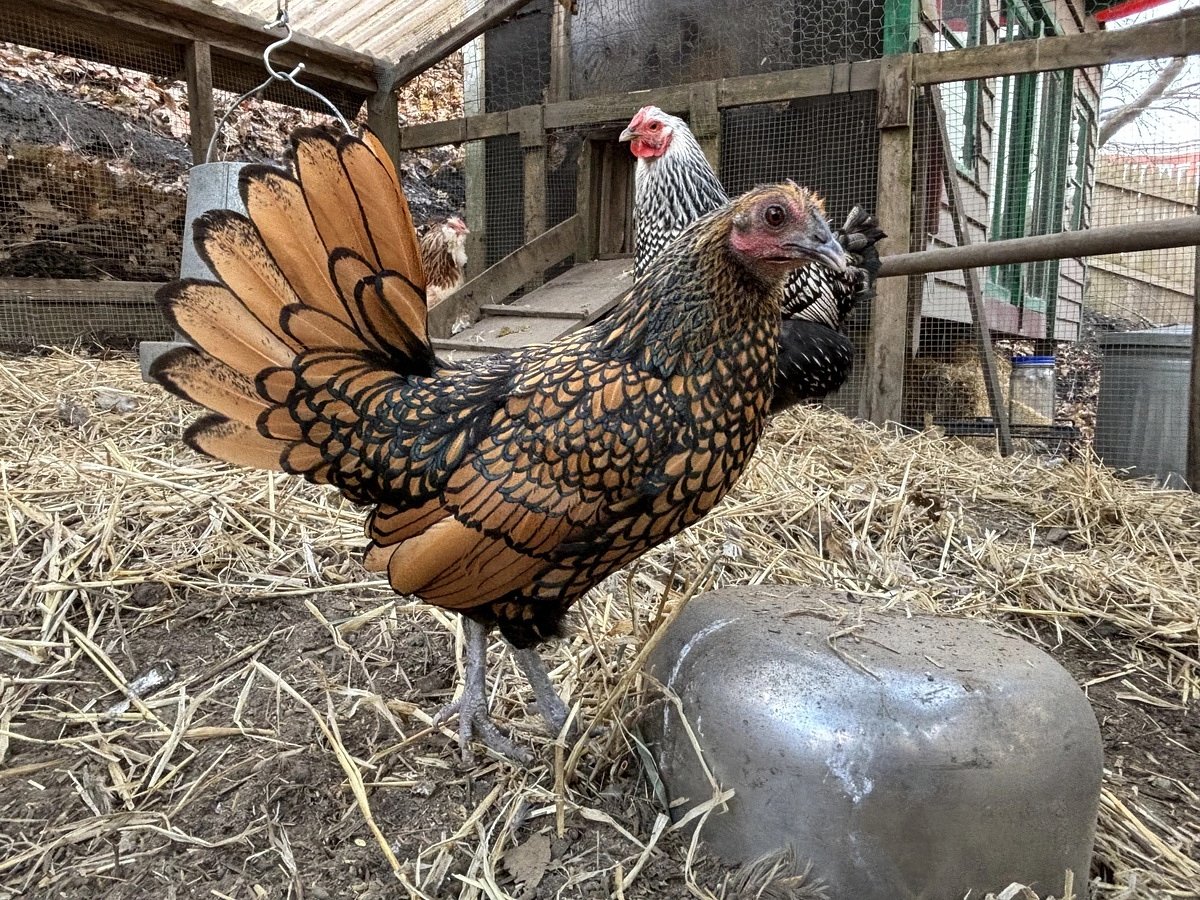 Meet Gertie, the world's oldest chicken who lives in Maine