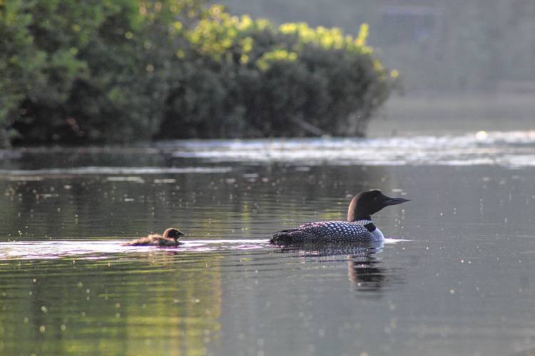 Elevated PCBs and toxins detected in loon eggs from NH lakes