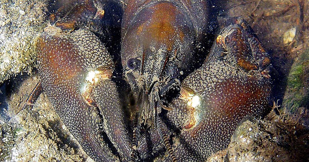 Crayfish are playing a surprising role in the fight for clean water