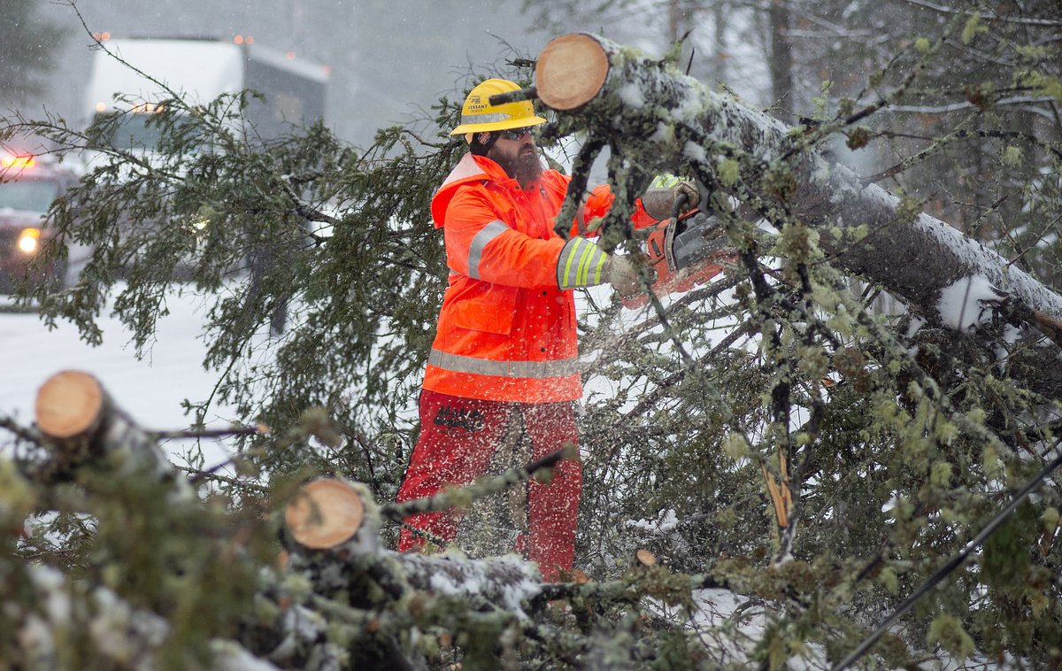 What can I do if my neighbor cuts down my tree?