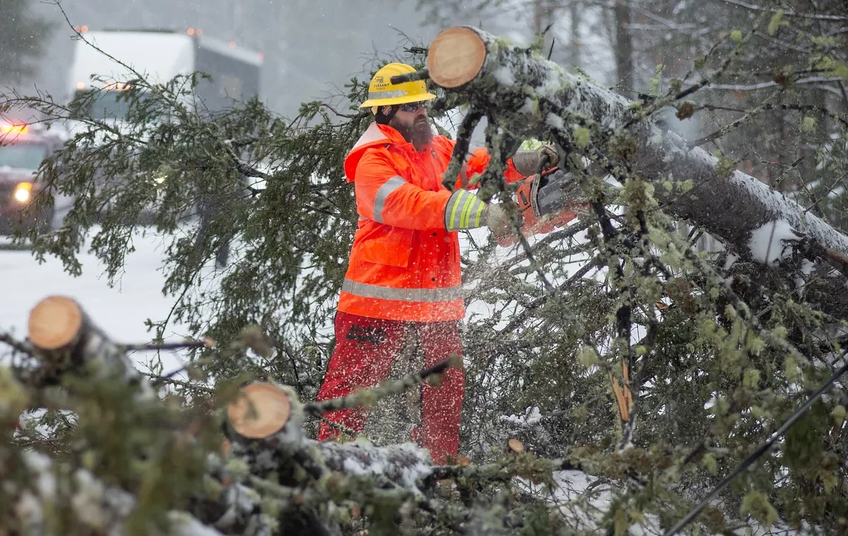 What can I do if my neighbor cuts down my tree?