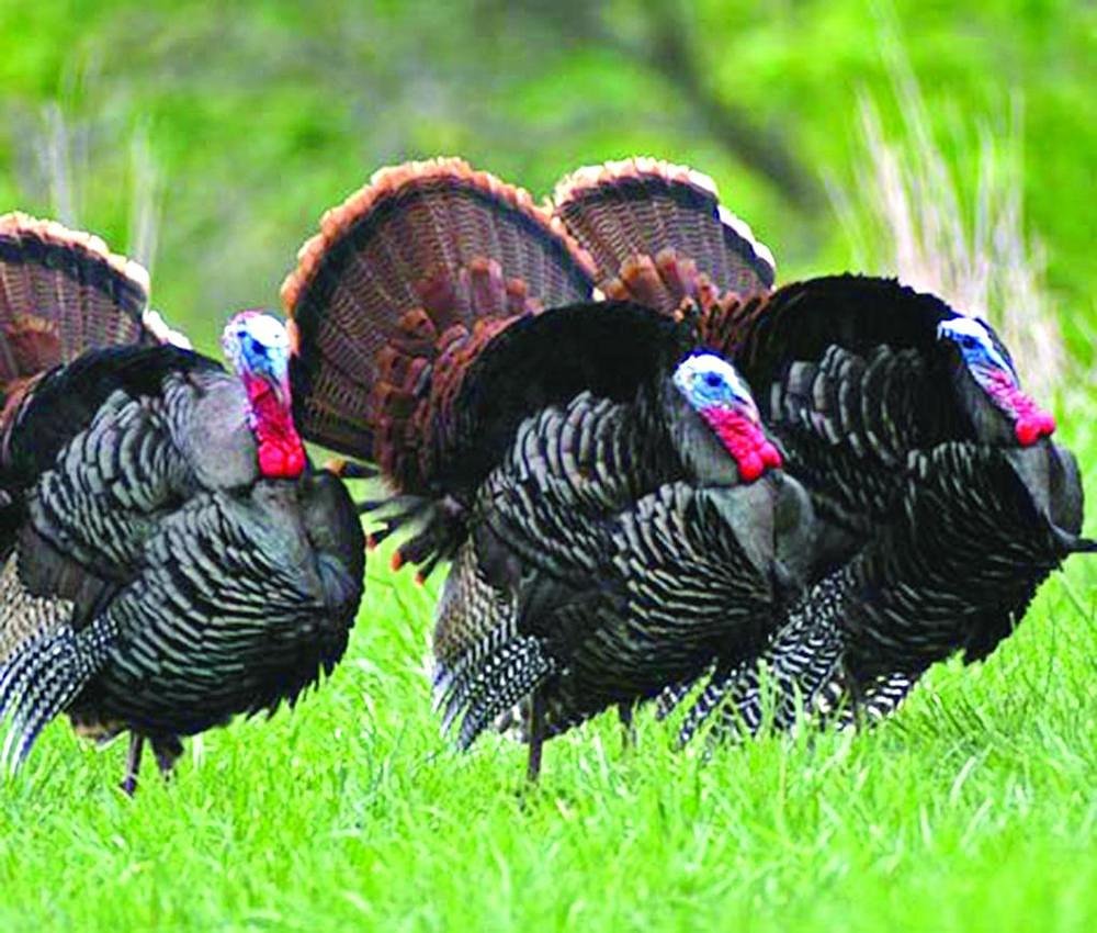 Illinois spring turkey season breaks record with nearly 21,000 birds harvested