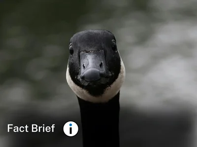 Is it illegal to take native goose eggs?