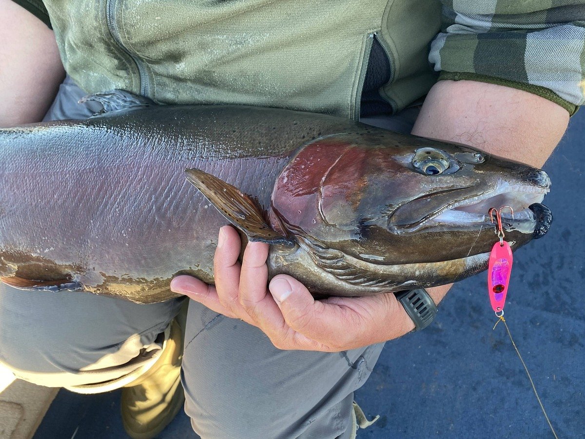 A 10-pound rainbow trout was just caught in Maine