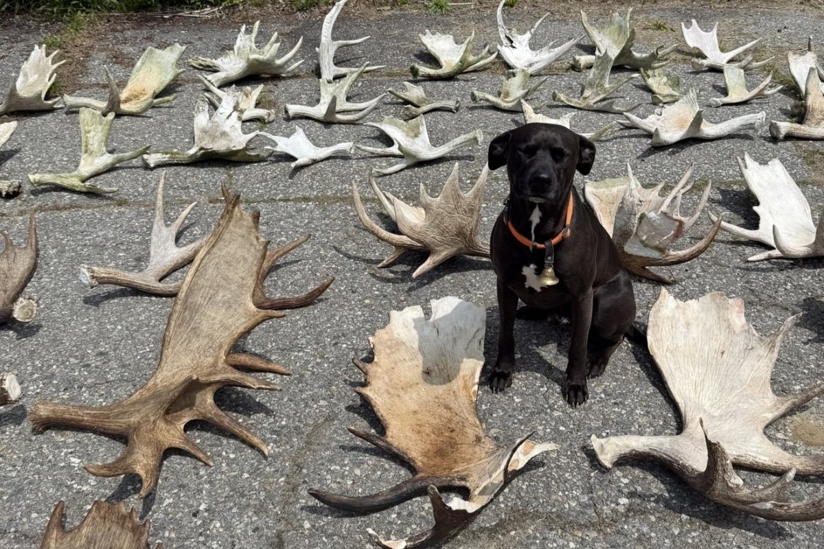 Inside Maine’s surprisingly cutthroat shed-hunting world