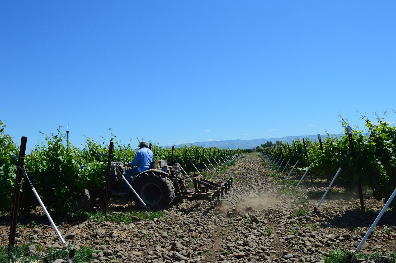 ICE raids shake Oregon’s wine industry