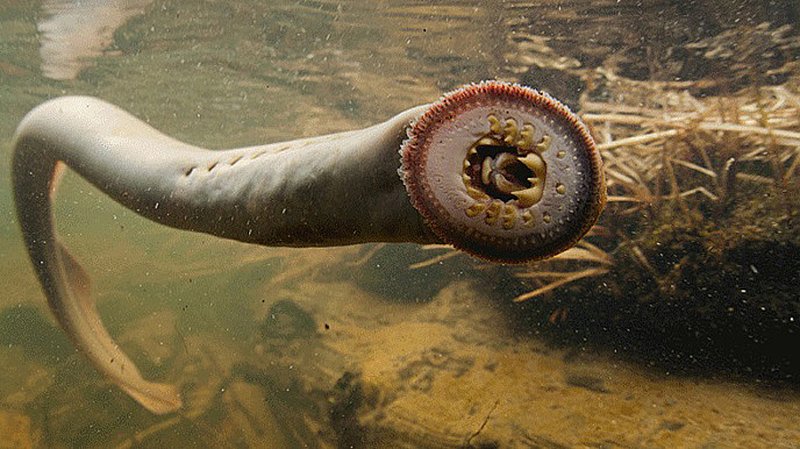 The amazing ancient lamprey