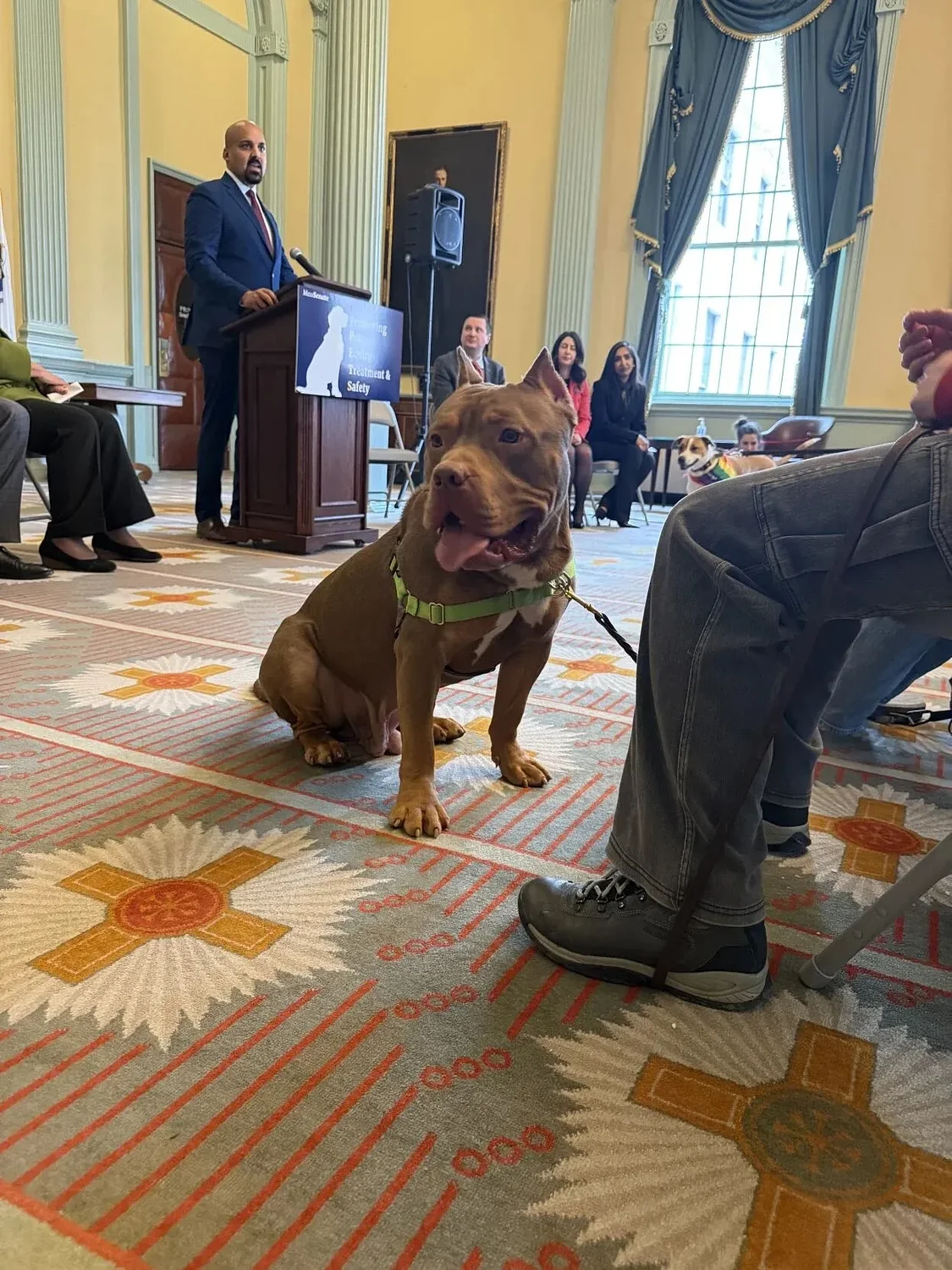 Senate approves bill addressing pet sales, access